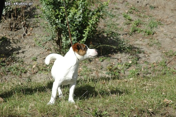  Krajowa Wystawa Psów Myśliwskich w Żychlinie