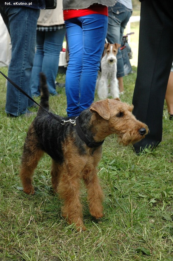  Krajowa Wystawa Psów Myśliwskich w Żychlinie