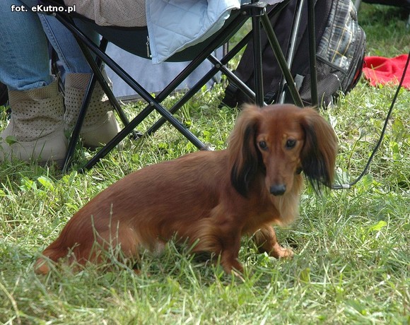  Krajowa Wystawa Psów Myśliwskich w Żychlinie