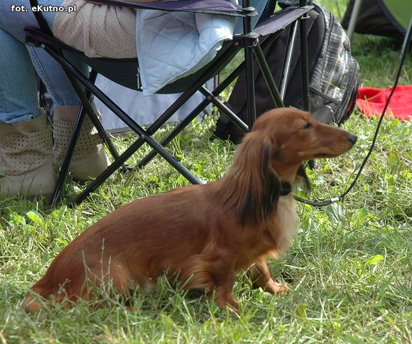  Krajowa Wystawa Psów Myśliwskich w Żychlinie