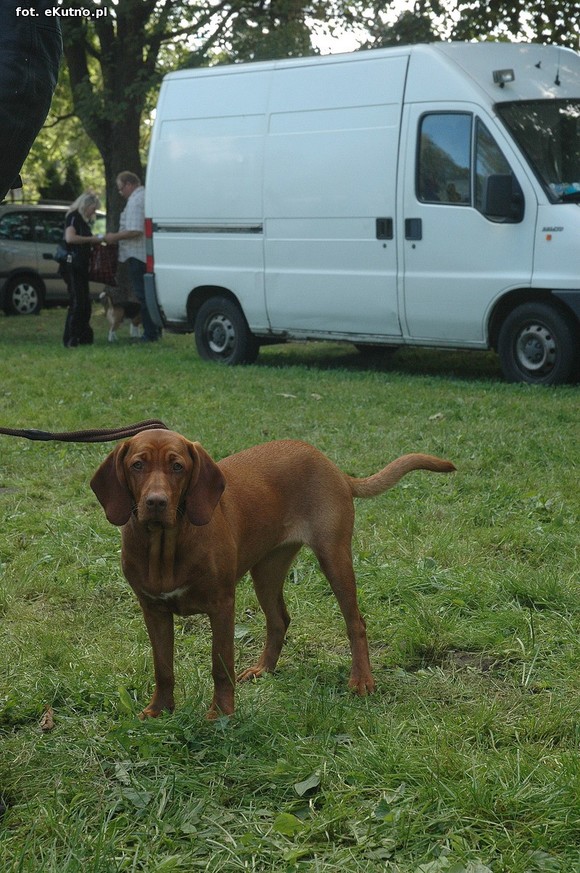  Krajowa Wystawa Psów Myśliwskich w Żychlinie