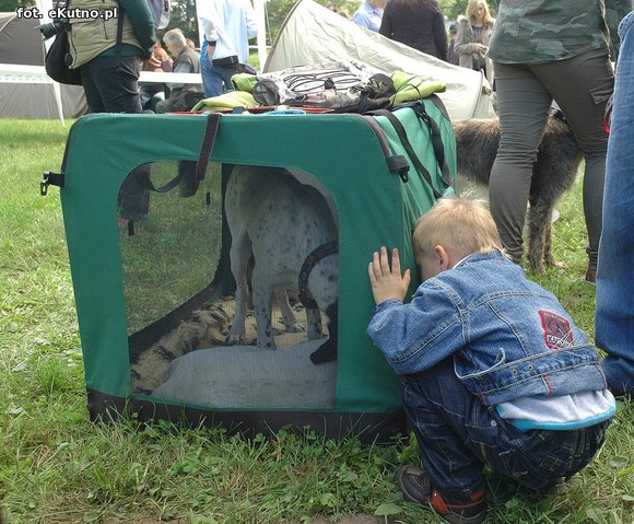  Krajowa Wystawa Psów Myśliwskich w Żychlinie