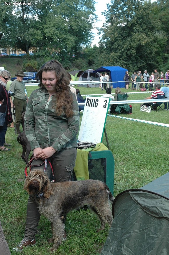  Krajowa Wystawa Psów Myśliwskich w Żychlinie