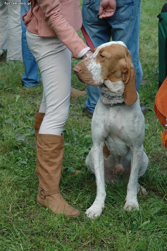  Krajowa Wystawa Psów Myśliwskich w Żychlinie