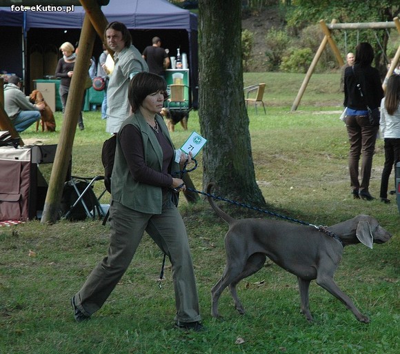  Krajowa Wystawa Psów Myśliwskich w Żychlinie