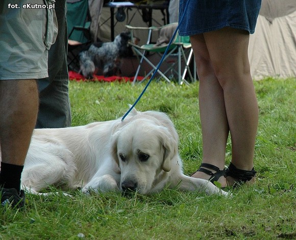  Krajowa Wystawa Psów Myśliwskich w Żychlinie