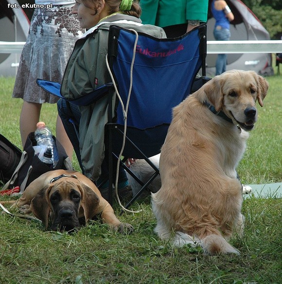  Krajowa Wystawa Psów Myśliwskich w Żychlinie