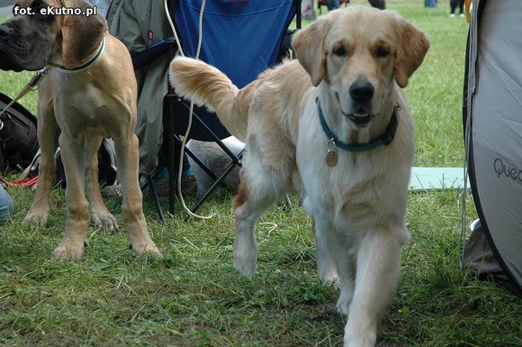  Krajowa Wystawa Psów Myśliwskich w Żychlinie