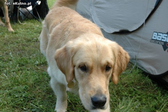  Krajowa Wystawa Psów Myśliwskich w Żychlinie