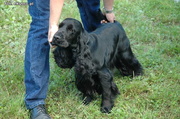  Krajowa Wystawa Psów Myśliwskich w Żychlinie