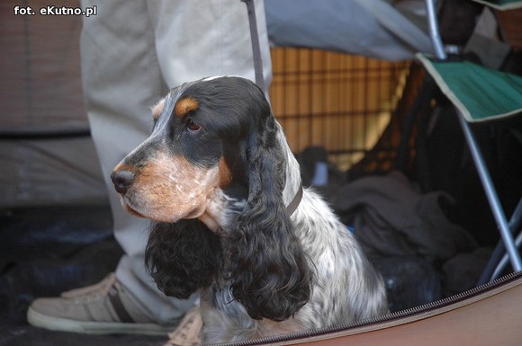  Krajowa Wystawa Psów Myśliwskich w Żychlinie