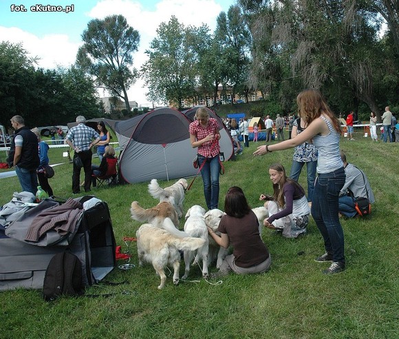  Krajowa Wystawa Psów Myśliwskich w Żychlinie