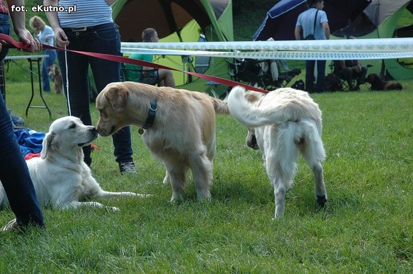  Krajowa Wystawa Psów Myśliwskich w Żychlinie