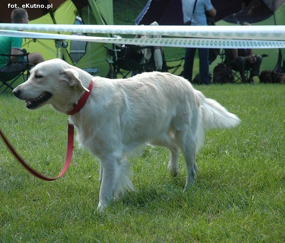  Krajowa Wystawa Psów Myśliwskich w Żychlinie