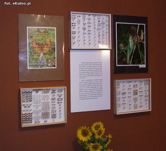 Niedźwiedziówka, ptasznik i chrabąszcz majowy. Nowa wystawa w Krośniewicach