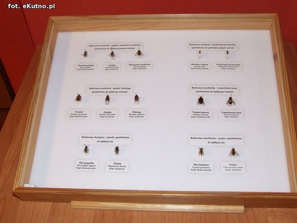 Niedźwiedziówka, ptasznik i chrabąszcz majowy. Nowa wystawa w Krośniewicach