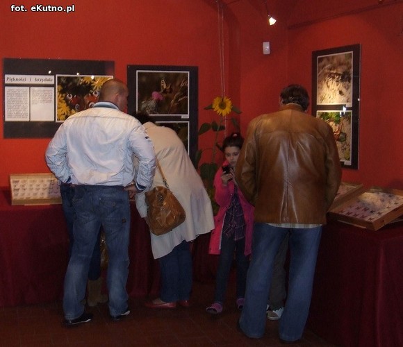 Niedźwiedziówka, ptasznik i chrabąszcz majowy. Nowa wystawa w Krośniewicach