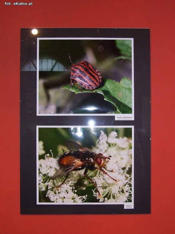 Niedźwiedziówka, ptasznik i chrabąszcz majowy. Nowa wystawa w Krośniewicach