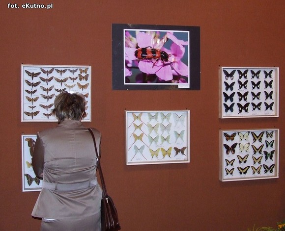 Niedźwiedziówka, ptasznik i chrabąszcz majowy. Nowa wystawa w Krośniewicach