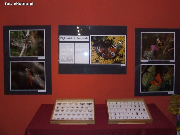 Niedźwiedziówka, ptasznik i chrabąszcz majowy. Nowa wystawa w Krośniewicach