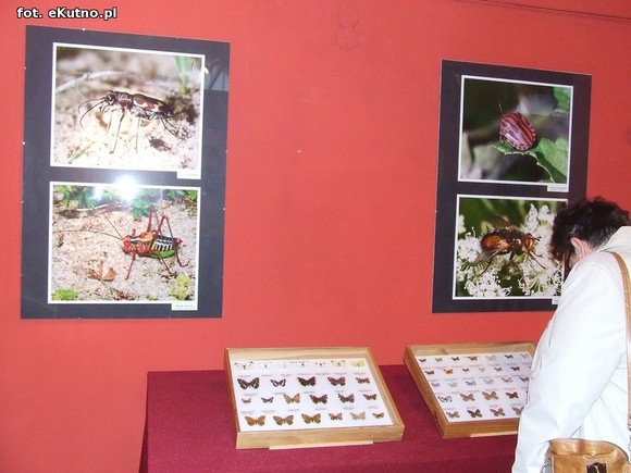 Niedźwiedziówka, ptasznik i chrabąszcz majowy. Nowa wystawa w Krośniewicach