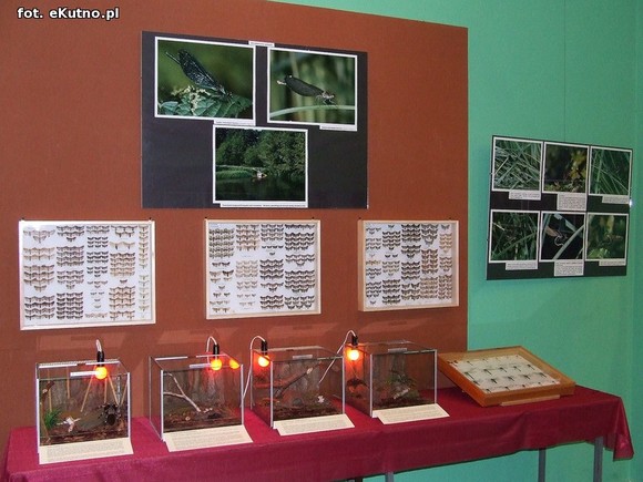 Niedźwiedziówka, ptasznik i chrabąszcz majowy. Nowa wystawa w Krośniewicach