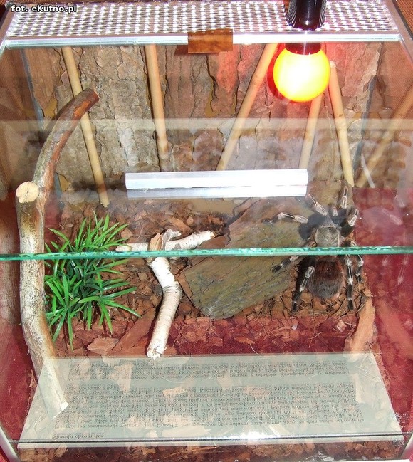 Niedźwiedziówka, ptasznik i chrabąszcz majowy. Nowa wystawa w Krośniewicach