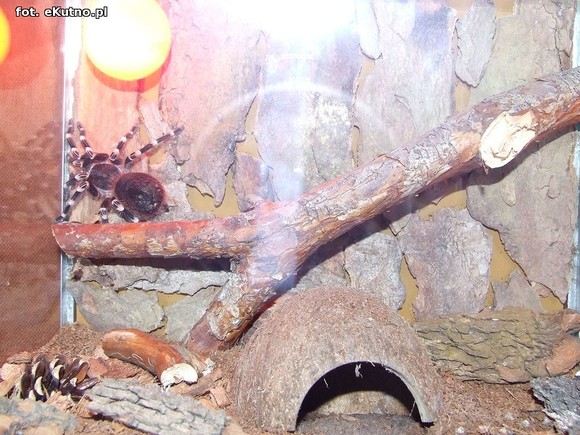 Niedźwiedziówka, ptasznik i chrabąszcz majowy. Nowa wystawa w Krośniewicach