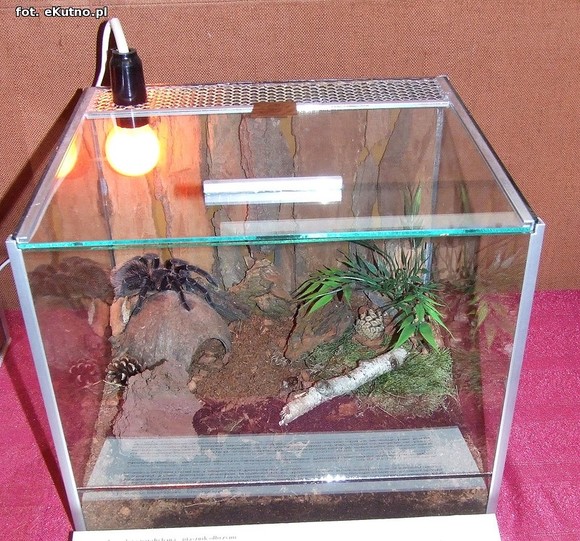 Niedźwiedziówka, ptasznik i chrabąszcz majowy. Nowa wystawa w Krośniewicach