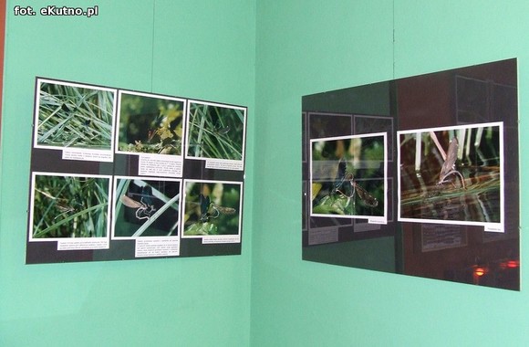 Niedźwiedziówka, ptasznik i chrabąszcz majowy. Nowa wystawa w Krośniewicach