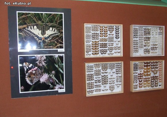 Niedźwiedziówka, ptasznik i chrabąszcz majowy. Nowa wystawa w Krośniewicach