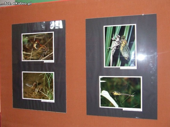 Niedźwiedziówka, ptasznik i chrabąszcz majowy. Nowa wystawa w Krośniewicach