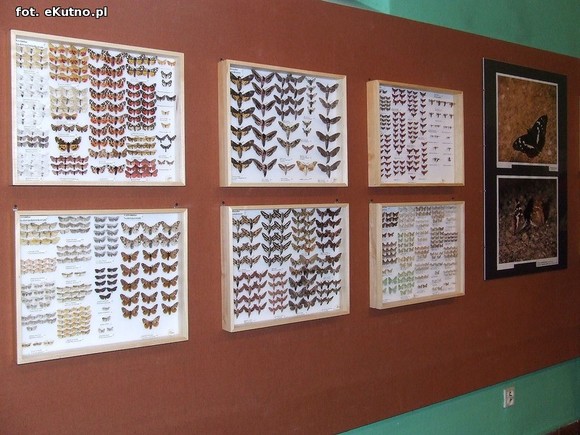 Niedźwiedziówka, ptasznik i chrabąszcz majowy. Nowa wystawa w Krośniewicach