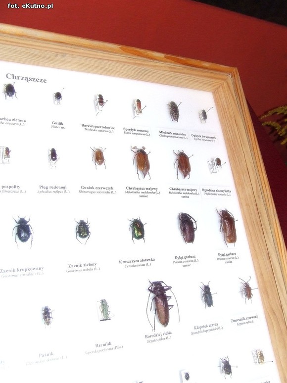Niedźwiedziówka, ptasznik i chrabąszcz majowy. Nowa wystawa w Krośniewicach
