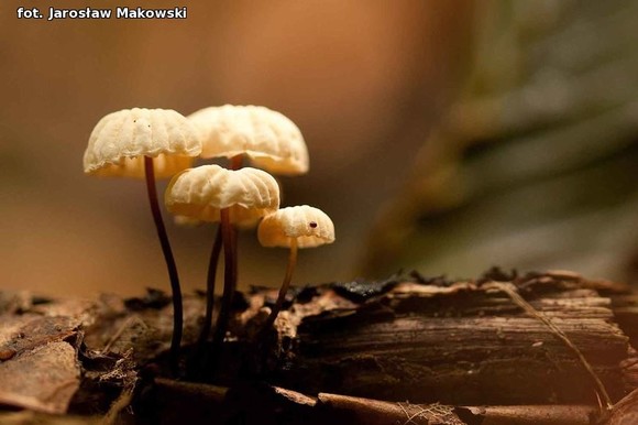 Od niedzieli jesień. Nowy przyrodniczy cykl w eKutno.pl