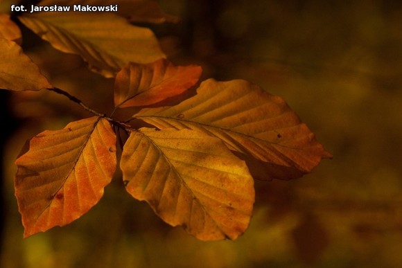 Od niedzieli jesień. Nowy przyrodniczy cykl w eKutno.pl