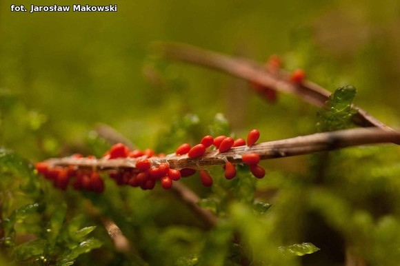 Od niedzieli jesień. Nowy przyrodniczy cykl w eKutno.pl