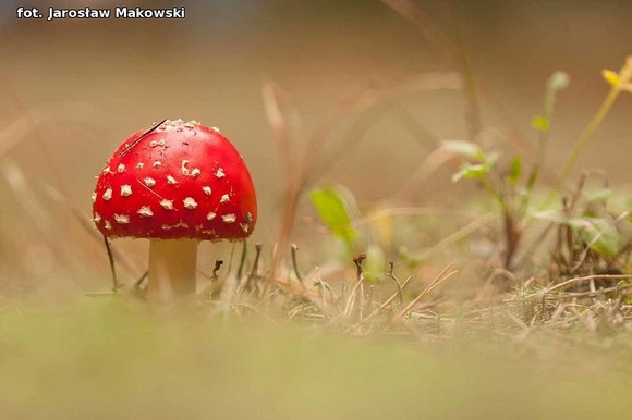 Od niedzieli jesień. Nowy przyrodniczy cykl w eKutno.pl