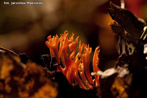 Od niedzieli jesień. Nowy przyrodniczy cykl w eKutno.pl