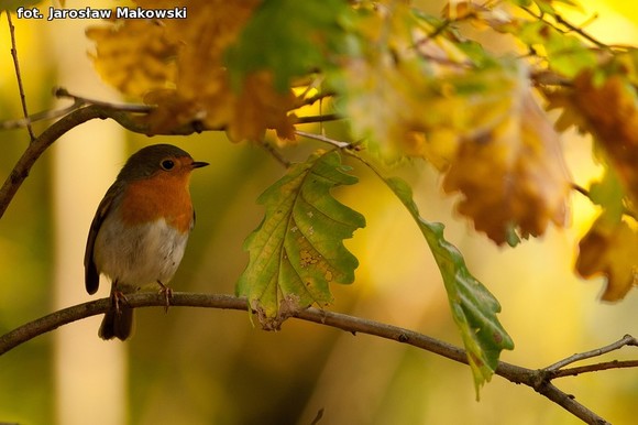 Od niedzieli jesień. Nowy przyrodniczy cykl w eKutno.pl