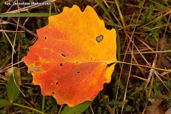 Od niedzieli jesień. Nowy przyrodniczy cykl w eKutno.pl