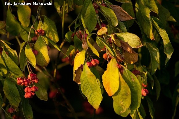 Od niedzieli jesień. Nowy przyrodniczy cykl w eKutno.pl