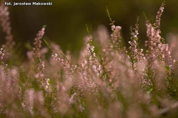 Od niedzieli jesień. Nowy przyrodniczy cykl w eKutno.pl