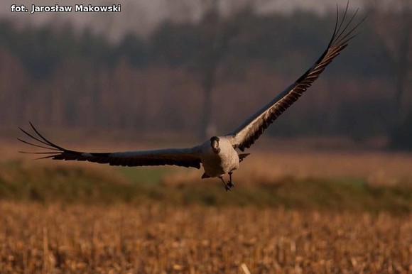 Od niedzieli jesień. Nowy przyrodniczy cykl w eKutno.pl