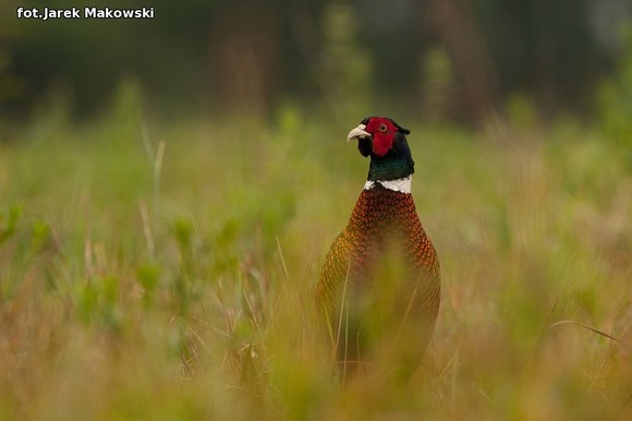 Ekologia: W najbliższy weekend Europejskie Dni Ptaków