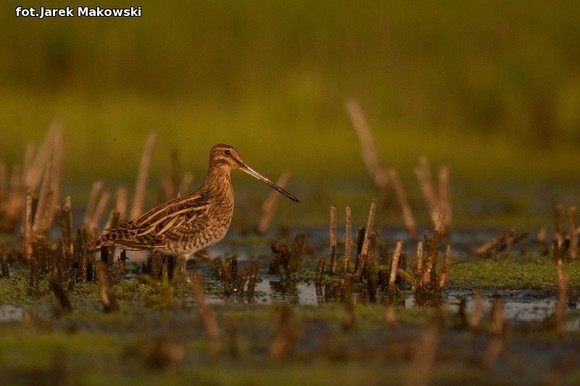 Ekologia: W najbliższy weekend Europejskie Dni Ptaków