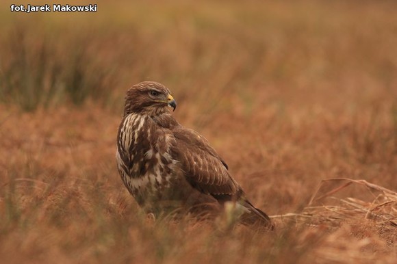 Ekologia: W najbliższy weekend Europejskie Dni Ptaków