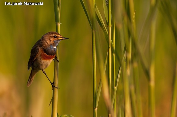 Ekologia: W najbliższy weekend Europejskie Dni Ptaków