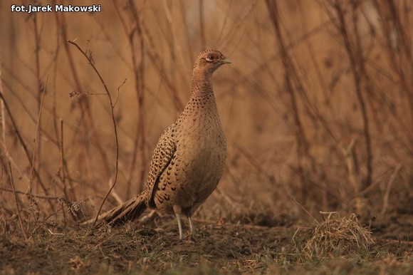 Ekologia: W najbliższy weekend Europejskie Dni Ptaków