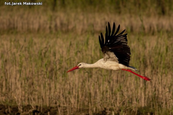 Ekologia: W najbliższy weekend Europejskie Dni Ptaków